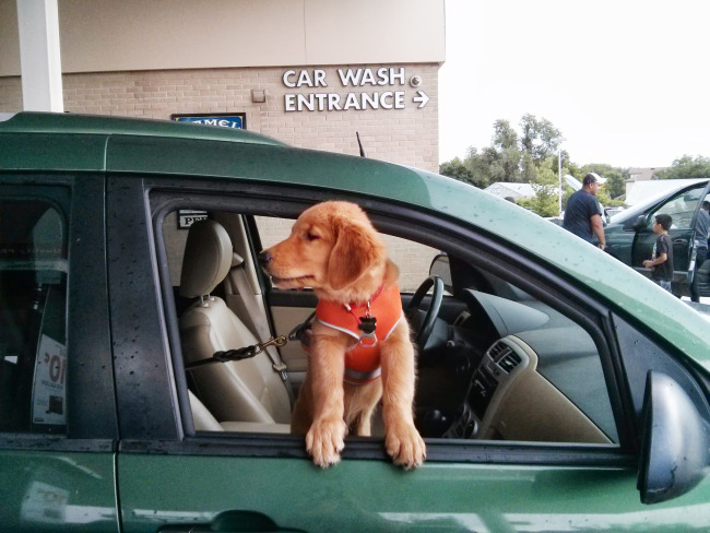Bender, golden retriever puppy, in a harness with his paws on the window sill looking out the car window