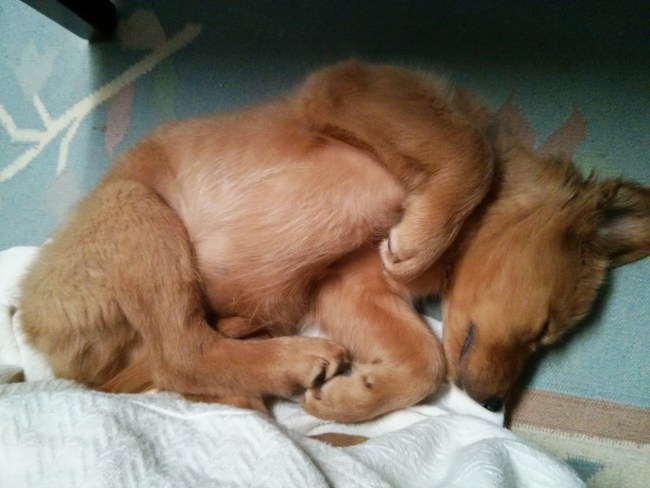 Bender, 10 week old golden retriever puppy, sleeps on his back