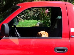 Brady, an 8 week old golden retriever puppy in a red pick up truck headed to her new home.