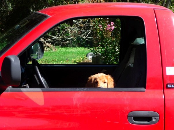 Brady, an 8 week old golden retriever puppy in a red pick up truck headed to her new home. 