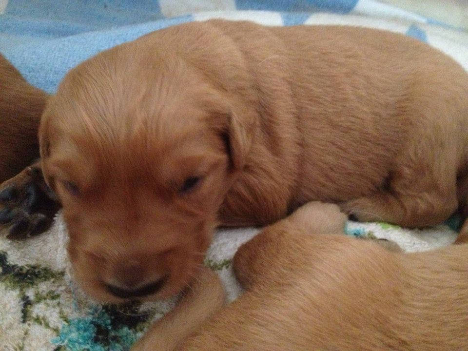 A very small puppy about 2 weeks old. He has just opened his eys. 