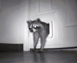 Raccoon coming through a cat door