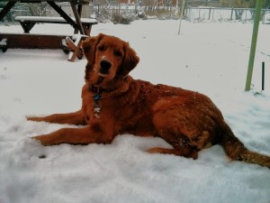 Golden Retriever puppy lying down in the snow